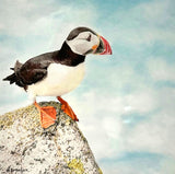 Puffin Patrol