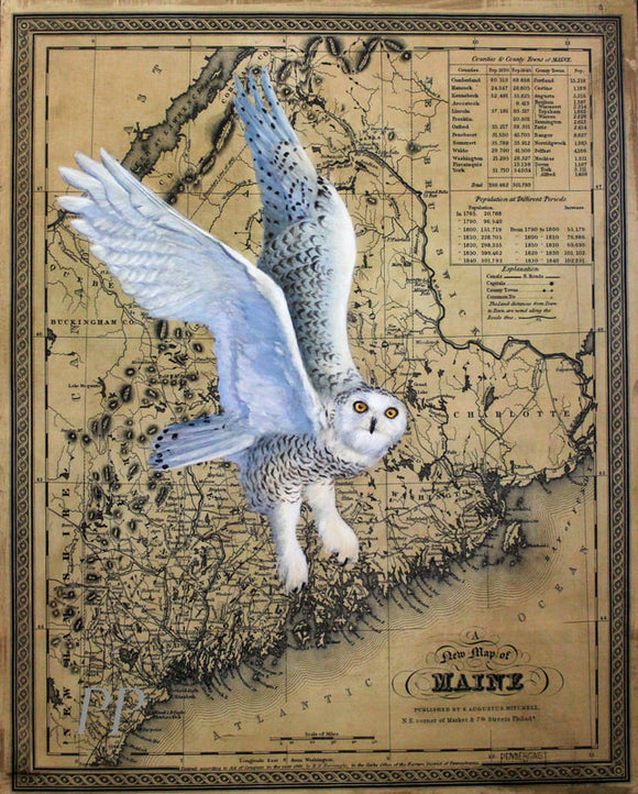 Snowy Owl on Maine Map