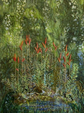 Fern Pond
