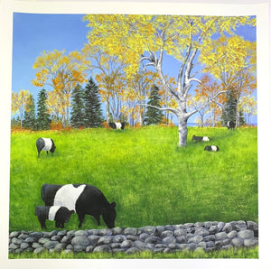 Belties in Field